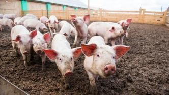 天邦股份：2月销售商品猪28.68万头，环比降24.8%