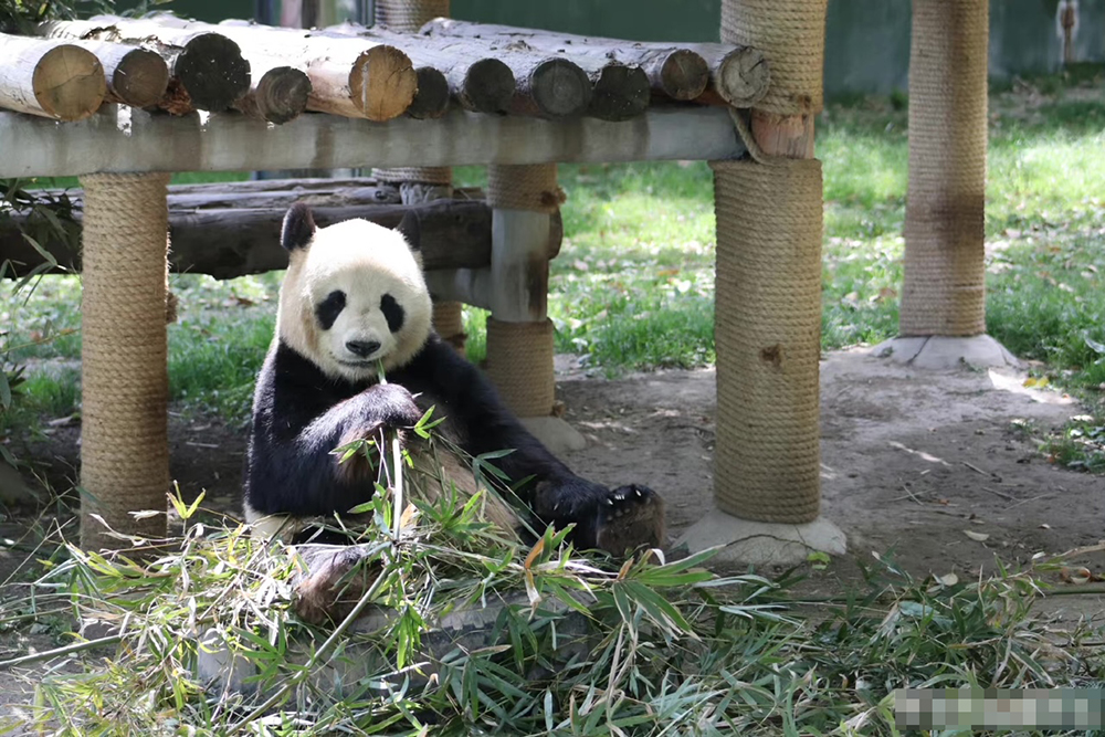 上海野生動物園大熊貓雅奧因病離世享年18歲