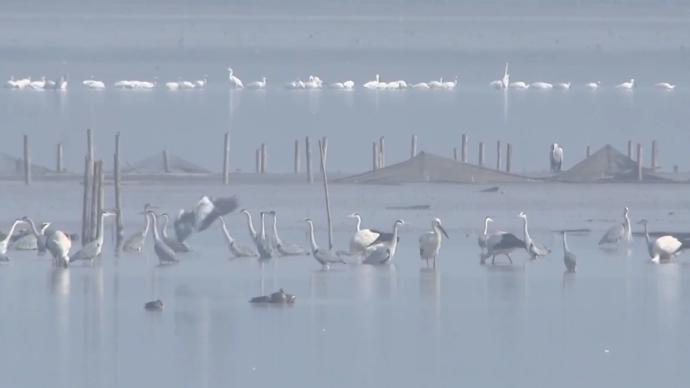 升金湖转型记：渔民上岸，把“中国鹤湖”留给候鸟