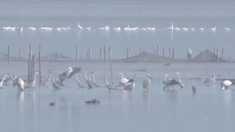 升金湖转型记：渔民上岸，把“中国鹤湖”留给候鸟