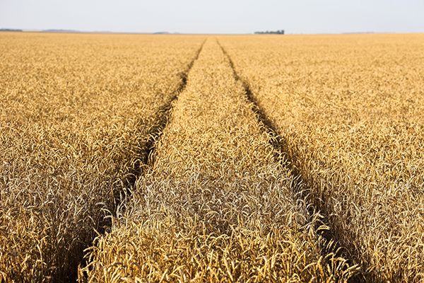2021年7月8日，俄罗斯斯塔夫罗波尔，Tersky村农场工人收割小麦。俄罗斯是世界上最大的小麦出口国。人民视觉  资料图