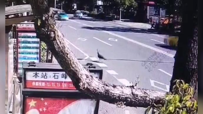 湖南株洲一动物园孔雀为求偶“越狱”，工作人员将其带回