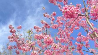 2022上海樱花节开幕，与樱花来一场云上之约