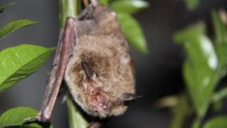中科院研究团队：蝙蝠通过免疫抑制毒素促进病毒传播