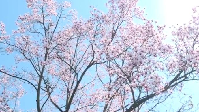 花瓣呈粉色，杭州罕見天目玉蘭進(jìn)入最佳觀賞期