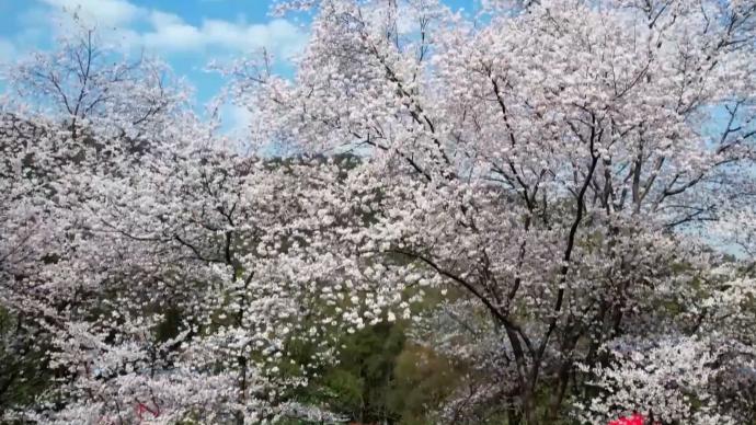 瞰见|江西庐山:山寺樱花照眼浓,春风吹梦到江东