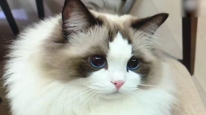 广州一宠物店卖“星期猫”被法院判退钱赔偿