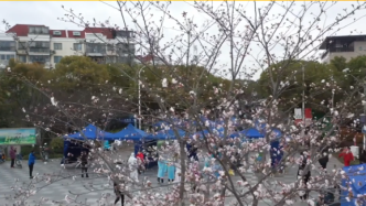 上海：樱花树下市民有序排队进行核酸检测