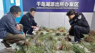 杭州男子采挖野生兰花并售卖，涉危害重点保护植物罪被刑拘