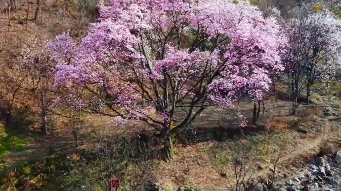 瞰见|河南鲁山:辛夷花开望春来