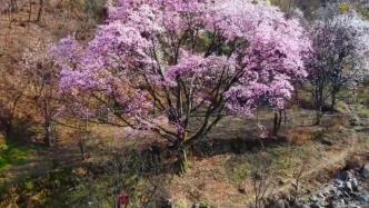 瞰见｜河南鲁山：辛夷花开望春来