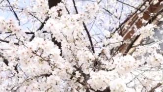 八旬老夫妻每年来树下合影，今年杭州“樱花王”提前开了