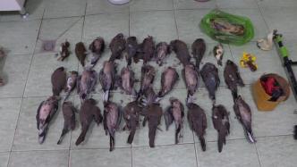 三名男子非法狩猎数十只国保动物珠颈斑鸠，被上海警方抓获