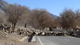 崖壁原始牧道中穿行，十万头牲畜踏上春季转场路