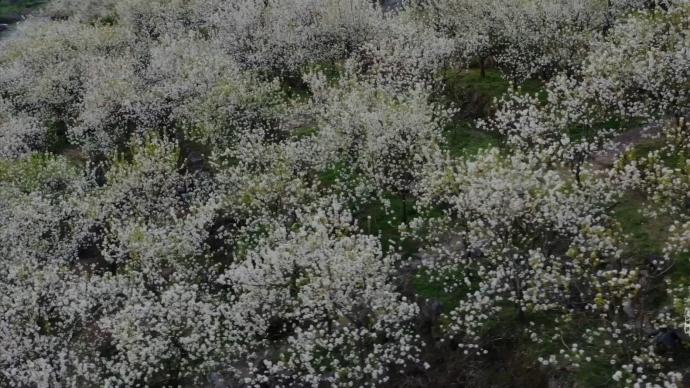 瞰见|湖南隆回:山花烂漫迎春来