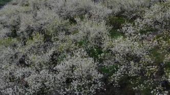 瞰见｜湖南隆回：山花烂漫迎春来