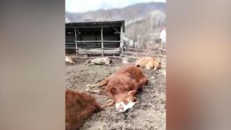 哈尔滨尚志市一村民20余头牛死亡，警方介入