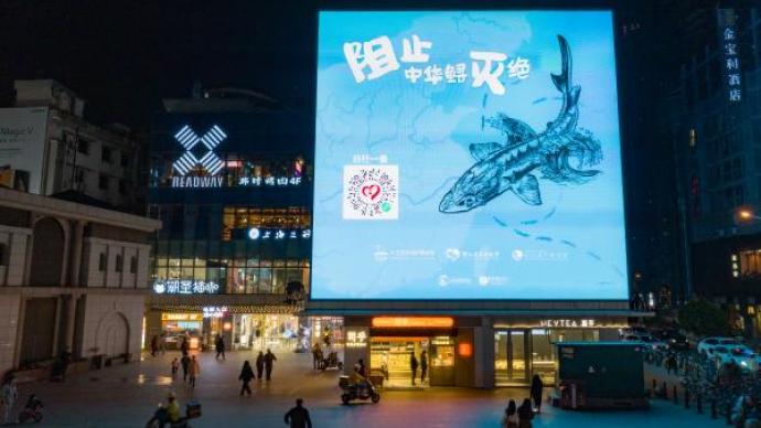 “长江有鱼”公益项目登上武汉3D大屏：阻止中华鲟灭绝需要您的帮助