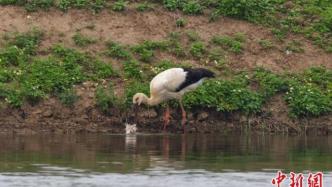 “鸟界国宝”东方白鹳现身广东新会一湿地公园