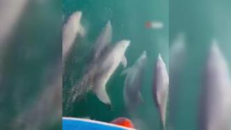 渔船“领航员”！渔民在黑海近距离拍到海豚