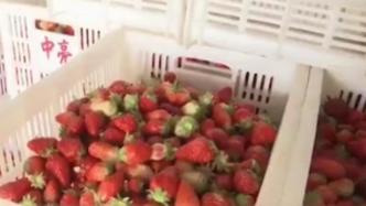 采摘季遇难题，南京溧水约10万斤草莓滞销