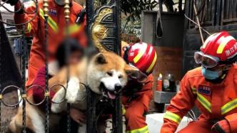 秋田犬被卡进铁门，主人求助消防救出