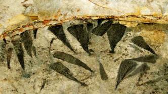 远古生物长“大”：关键性变化在6.02亿年前已经发生