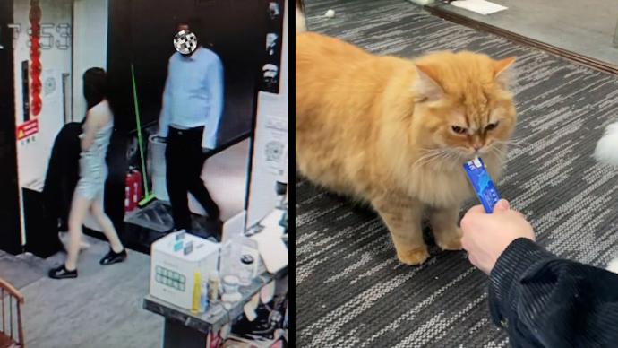 荆州一酒店养的猫被顾客抱走续，老板：猫被二人送回，不追究