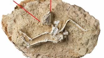 青藏高原发现数百万年前昼行性猫头鹰化石：巩膜骨内径较小
