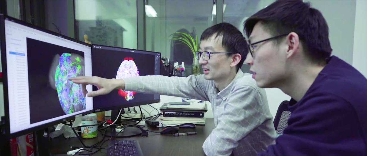 探索“大脑森林”奥秘，上海科研团队建立小鼠神经联接数据库
