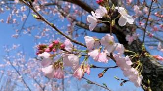 春风有信花开有期！去不了辰山植物园现场，来这里“云赏樱”