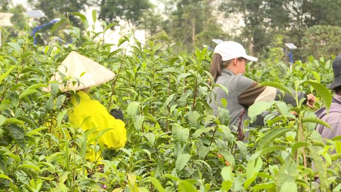 中资公司“茶叶经”助力老挝茶农精准脱贫