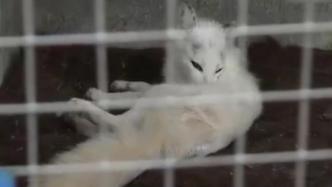 男子购买国保动物赤狐送给女友喂养，被采取刑事强制措施