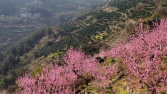 瞰見｜重慶奉節(jié)：桃花綻放醉春風(fēng)