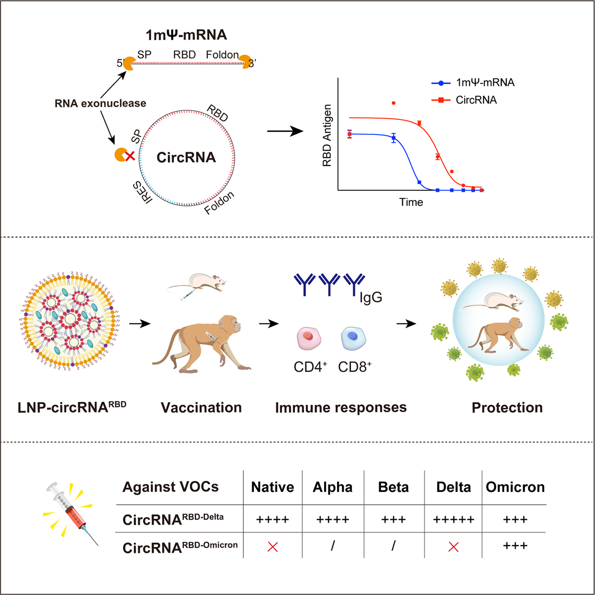 Schematic diagram of the development of circRNA vaccine for new coronary pneumonia virus.