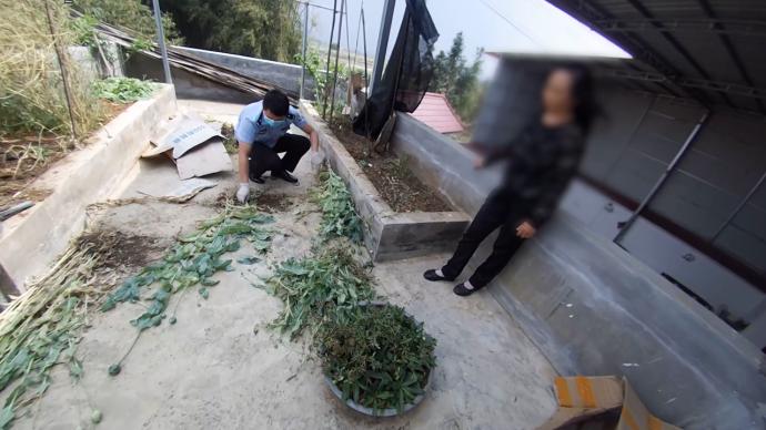 女子在阳台种植百棵罂粟，自称是为给母亲治病