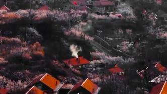 春水流，鴨遨游！青島楊家山里的花開(kāi)了