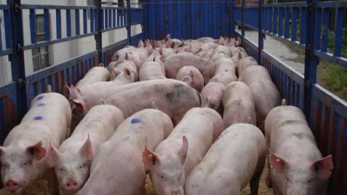 豬企3月出欄量大幅上升，生豬價格繼續探底