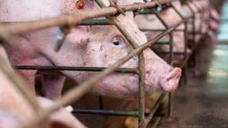 报告：动物低福利工业化养殖，对人类健康构成五大威胁