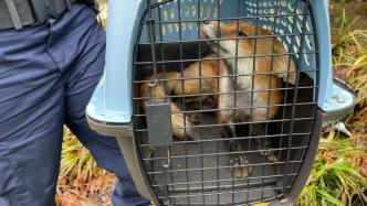 美国一头狐狸在国会附近咬伤9人后被抓，当局：已执行安乐死