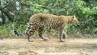 生物多样性｜生态环境逐步恢复，野生豹种群呈现扩散趋势