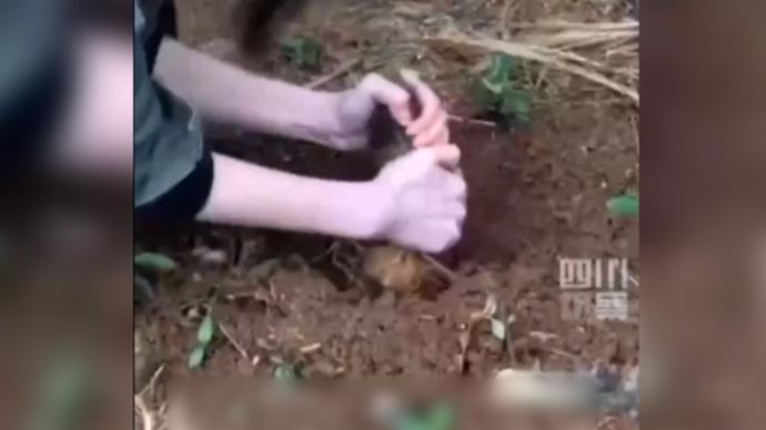 湖南封校大學生校園內挖筍,同學:拿去食堂加工,還挺好吃的