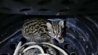 男子驾车遇查称只是拉了一只猫，民警在后备箱发现豹猫幼崽