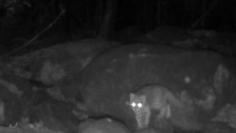 江西庐山国家级自然保护区野外红外相机再次拍摄到豹猫
