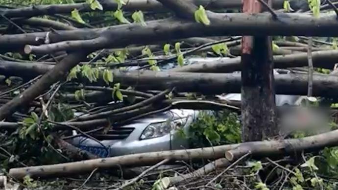 遭遇暴雨大風，重慶銅梁城區500多棵行道樹倒下