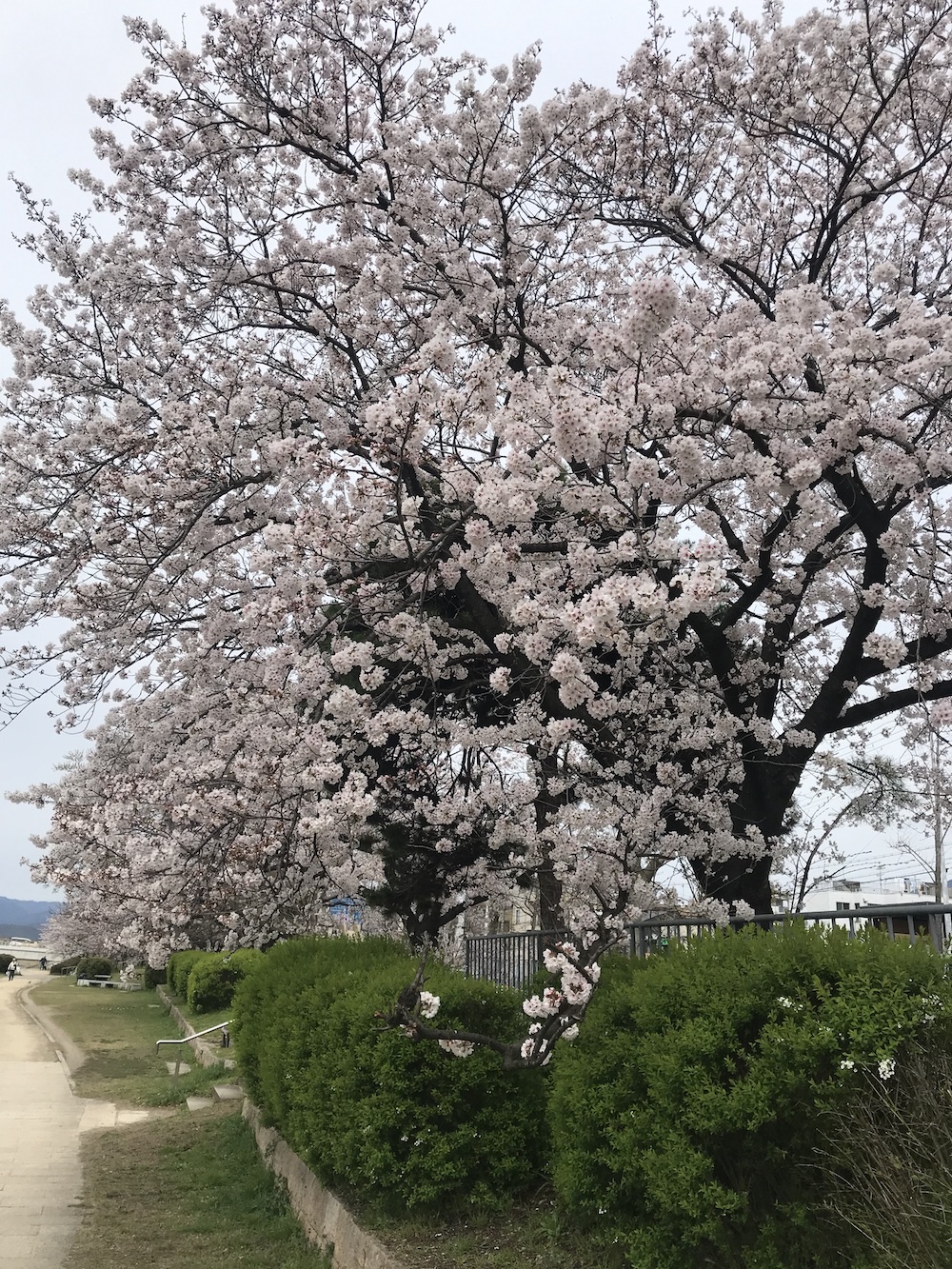 新版 現代物性化学の基礎 (KS化学専門書) | 小川 桂一郎, 小島