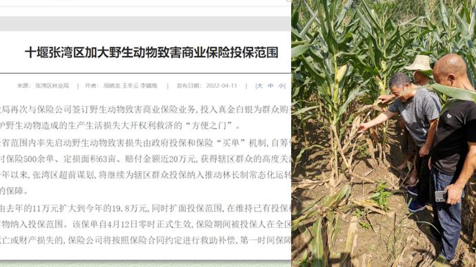 十堰张湾签订特殊保单,野猪毁庄稼攻击农户损失保险公司赔