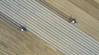 直播录像丨新疆棉花进入播种高峰期，机械化播种成主力