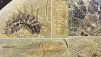 研究团队发现“临沂动物群”化石库，来自距今5亿年的寒武纪
