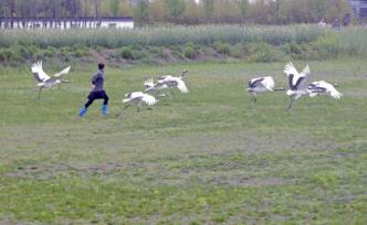 守護(hù)永遠(yuǎn)的飛翔：滬上攝影家走訪鹽城丹頂鶴救護(hù)繁育中心